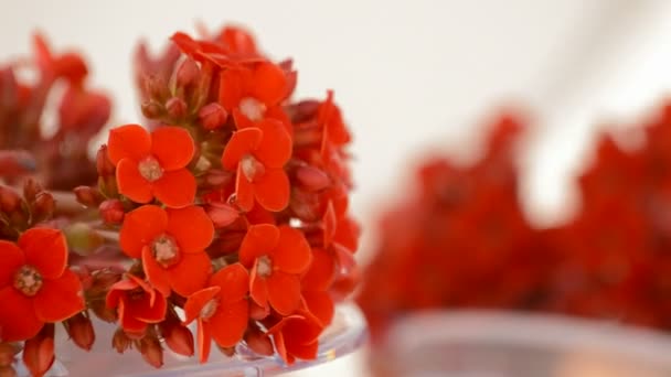 Червоні квіти вінок обертається крупним планом. петлі . — стокове відео