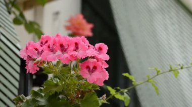 pembe çiçekler