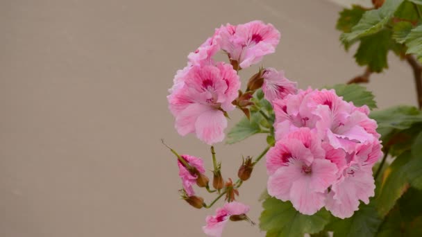 Flores cor de rosa — Vídeo de Stock