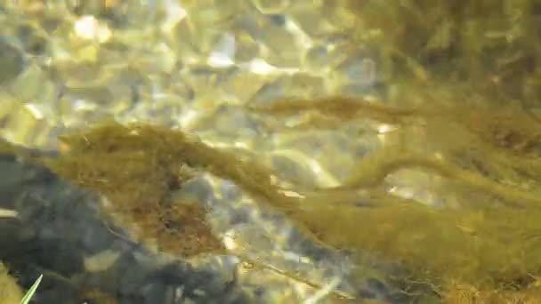 Mossa eller alger i floden — Stockvideo