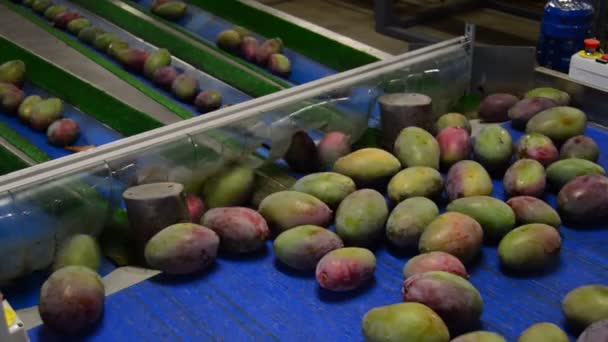 Mangues fruits dans la ligne d'emballage — Video