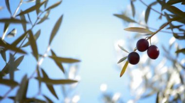 Zeytin dalında