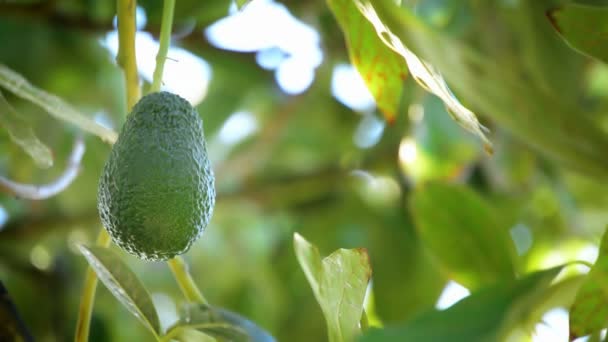 Avocado hass in tak — Stockvideo