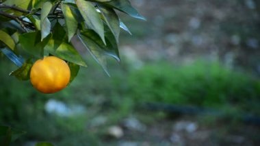 Ağaçta asılı portakal