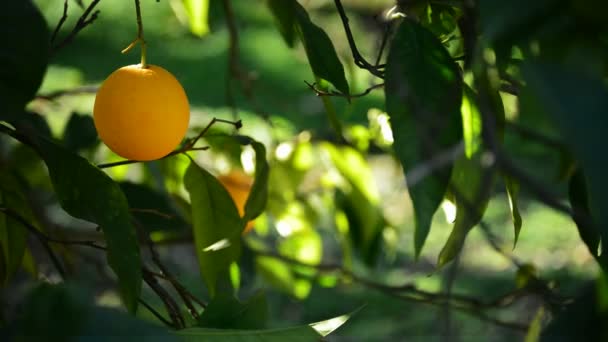 Oranges hanging in tree — Stock Video