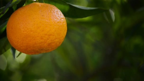 Naranjas colgando en el árbol — Vídeo de stock