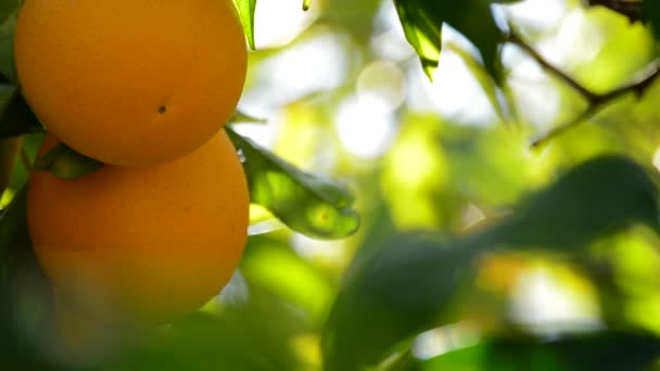 Апельсины висят на дереве — стоковое видео