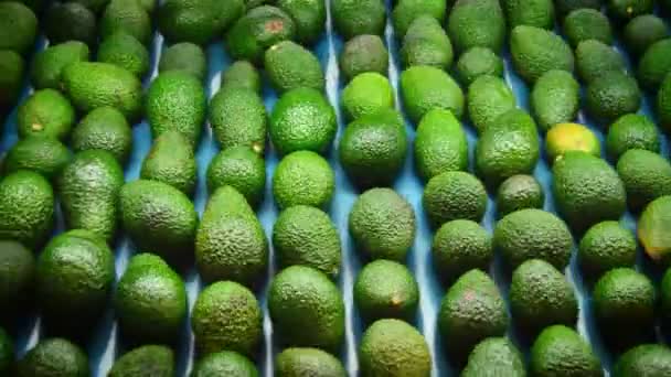 Aguacates — Vídeos de Stock