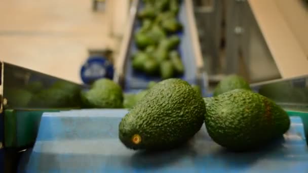 Aguacates — Vídeos de Stock