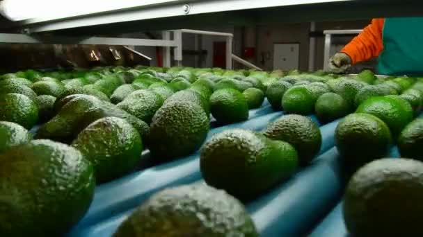 Avocado — Video Stock