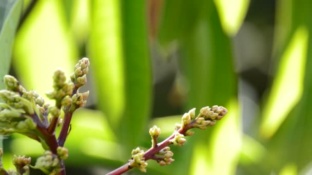 Avocado tree bud — Stock Video