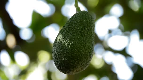 Aguacate colgando — Vídeo de stock