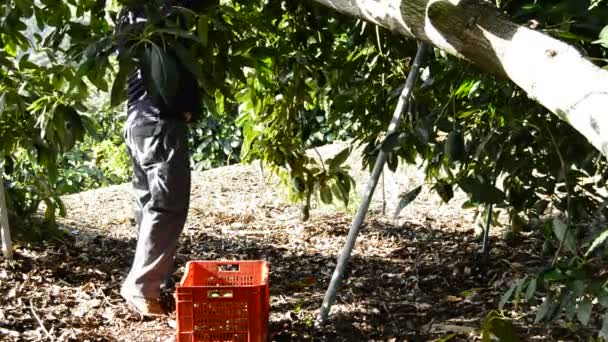 Cosecha de aguacates — Vídeo de stock