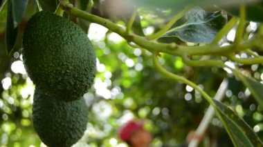 Avokado asılı