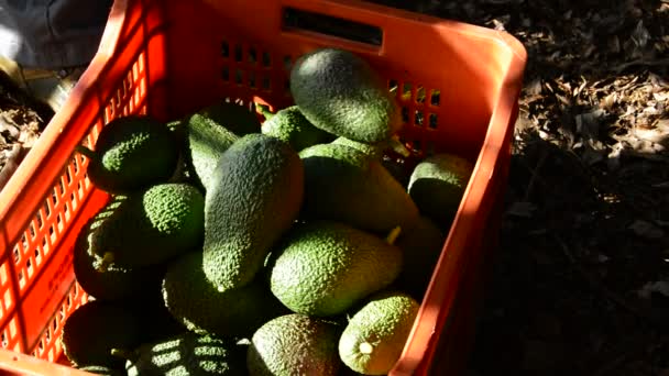 Сбор авокадо — стоковое видео