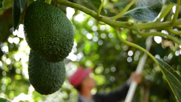 Avocado opknoping — Stockvideo