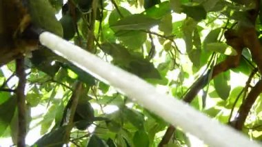 Avokado kutup ile hasat