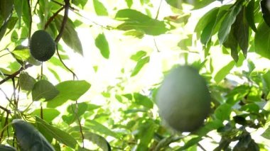 Avokado asılı