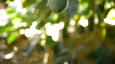 Avokado asılı