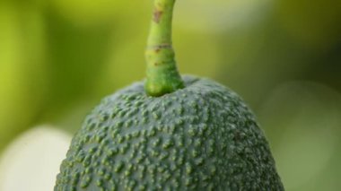 Avokado asılı