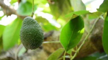 Avokado asılı