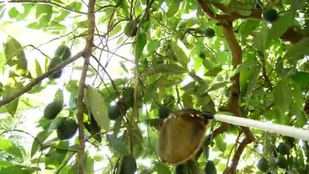 Сбор авокадо с шестом — стоковое видео