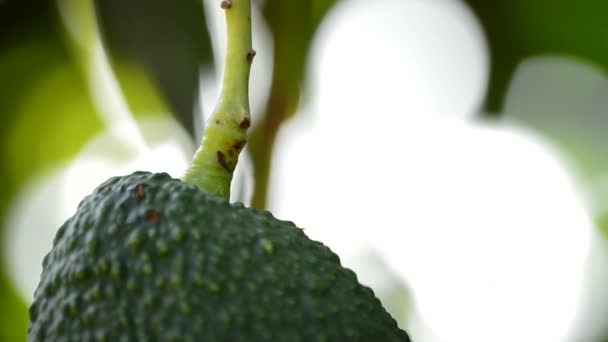Авокадо — стоковое видео