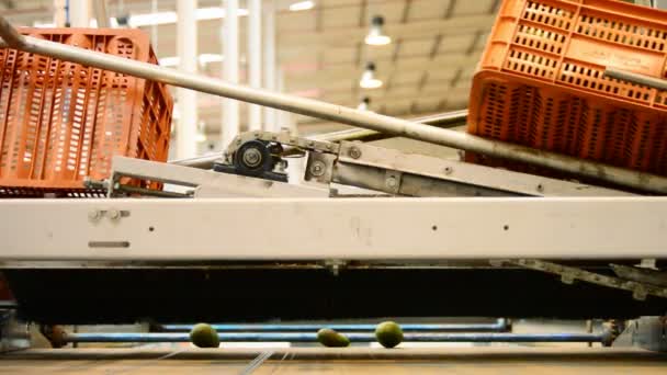 Авокадо в промышленной линии — стоковое видео