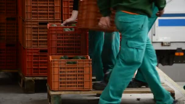 Lossning lådor med avokado — Stockvideo
