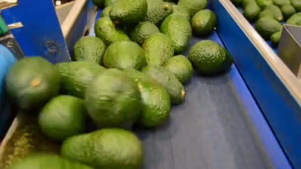 Aguacates en linepack — Vídeo de stock