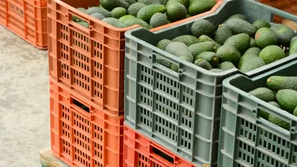 Cajas aguacates — Vídeos de Stock