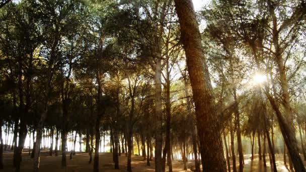 Wald bei Sonnenuntergang — Stockvideo