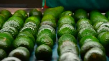 Avokado endüstriyel satırdaki seçimi