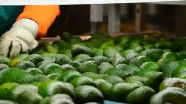 Avokado endüstriyel satırdaki seçimi