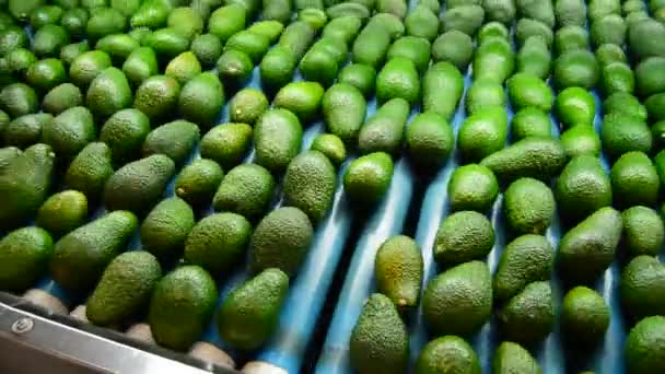 Aguacates en linepack — Vídeo de stock