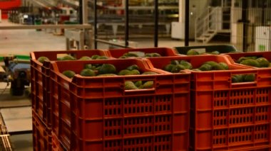 Avokado içinde paketleme hattı
