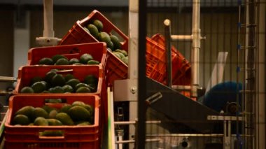 Avokado endüstriyel doğrultusunda