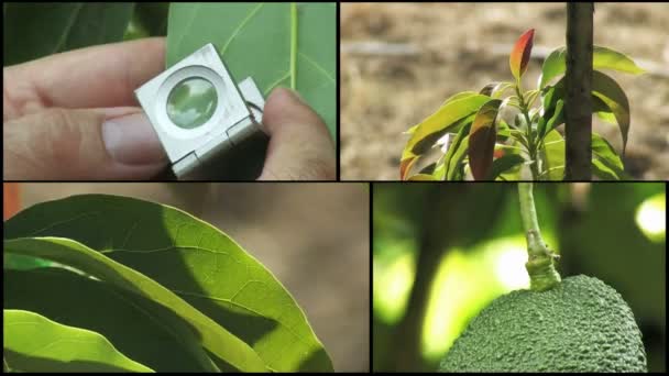 Collage di avocado . — Video Stock