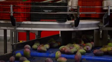 paketleme hattı içinde Mango