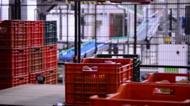 Mango endüstriyel doğrultusunda