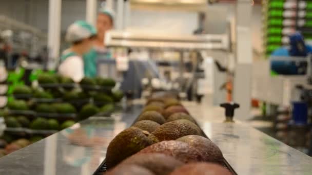 Avocado in linea industriale — Video Stock