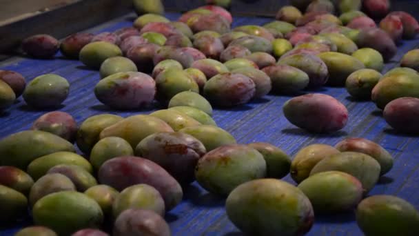 Mangoes in packaging line — Stock Video