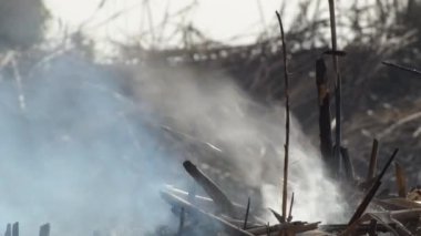 Duman kuru çalıların içinde yanıyor.