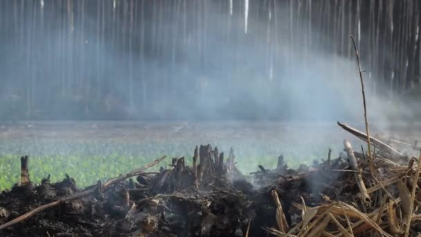Βούρτσες Που Καίγονται Στη Φωτιά — Αρχείο Βίντεο