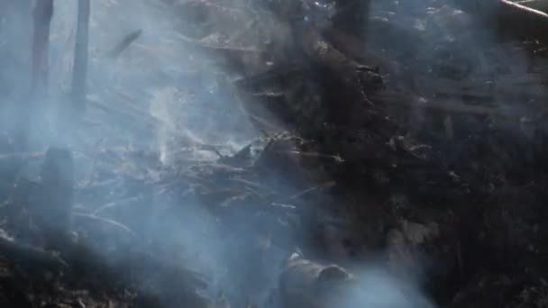 干枯灌木丛之间的火与烟 — 图库视频影像