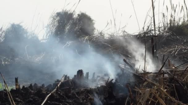 烟熏在干枯的灌木丛中 — 图库视频影像