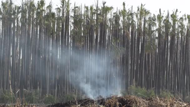 Καπνός Στήλης Που Βγαίνει Από Ξηρούς Θάμνους Που Καίγονται — Αρχείο Βίντεο
