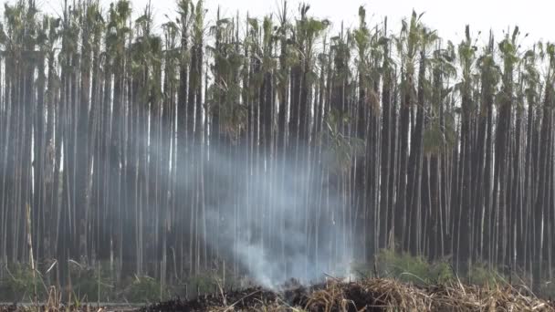 Kolom Rook Die Uit Droge Struiken Gaat Branden — Stockvideo