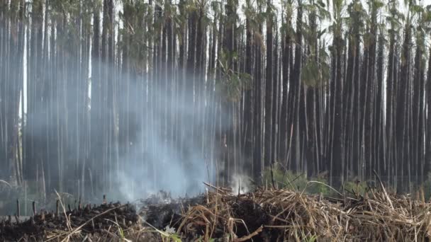 干枯灌木丛中的烟雾燃烧 — 图库视频影像