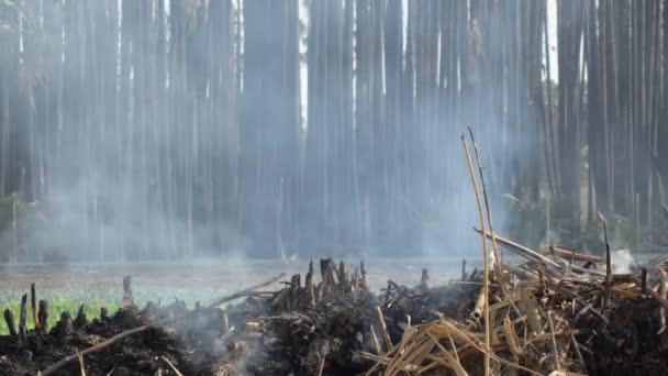 Καπνός Που Βγαίνει Από Ξηρούς Θάμνους Που Καίγεται — Αρχείο Βίντεο